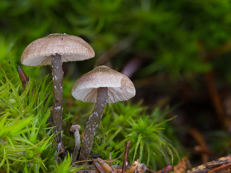 Tephrocybe gibberosa